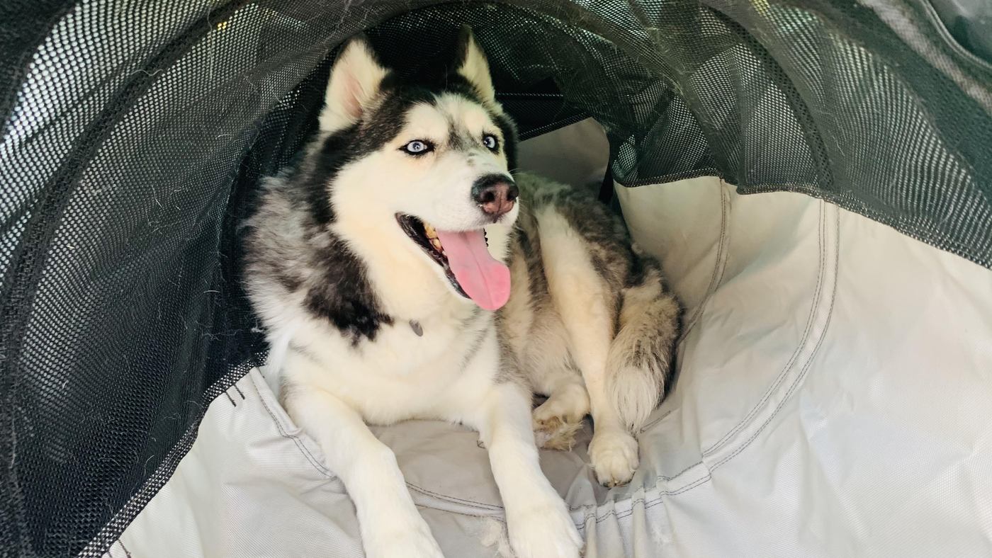 Senior Husky Changes article